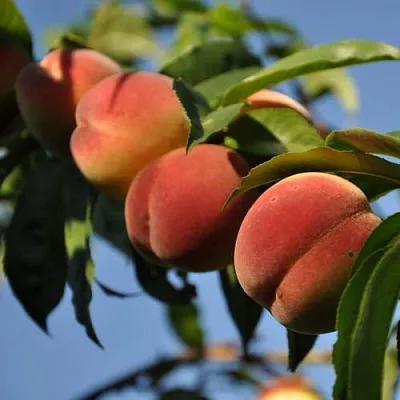 Персик ДАЧНЫЙ  Персик ДАЧНЫЙ в Тюмени