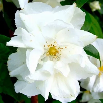 Жасмин РОЗАЦЕ  Жасмин РОЗАЦЕ в Тюмени