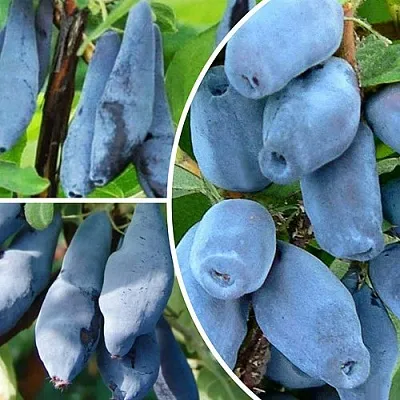 Комплект СИЯНИЕ ГЛАЗ в Тюмени