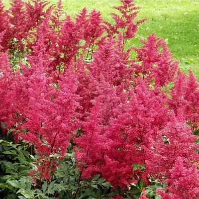 Астильба СКАЙСКРЕЙПЕР китайская  Астильба СКАЙСКРЕЙПЕР китайская в Тюмени