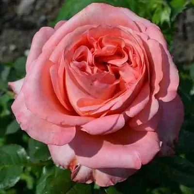 Саженцы роз ЛОНДОН АЙ чайно-гибридная  Саженцы роз ЛОНДОН АЙ чайно-гибридная в Тюмени