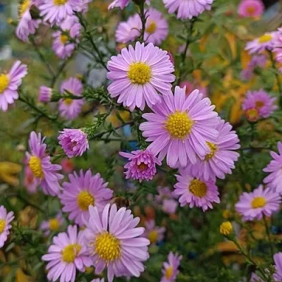 Астра СТРОУБЕРРИ ЭНД КРИМ новобельгийская  Астра СТРОУБЕРРИ ЭНД КРИМ новобельгийская в Тюмени