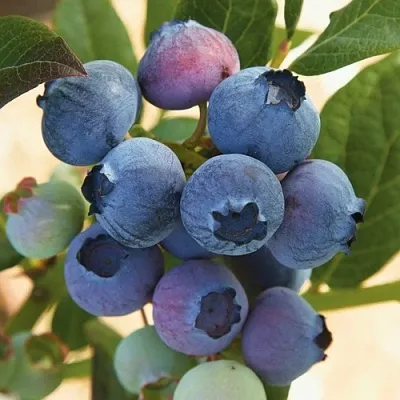 Голубика ОСОРНО  Голубика ОСОРНО в Тюмени