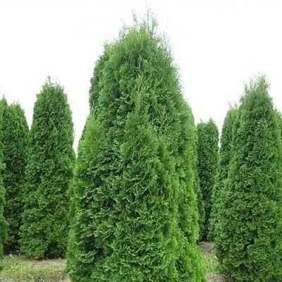 Туя КОЛУМНА западная  Туя КОЛУМНА западная в Тюмени