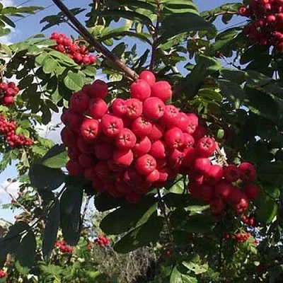 Рябина МОРАВСКАЯ сладкоплодная  Рябина МОРАВСКАЯ сладкоплодная в Тюмени