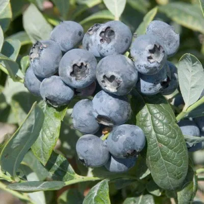 Голубика БРИГИТТА — описание сорта Голубика БРИГИТТА в Тюмени