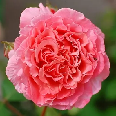 Саженцы роз ЛОРАН КАБРОЛЬ шраб  Саженцы роз ЛОРАН КАБРОЛЬ шраб в Тюмени