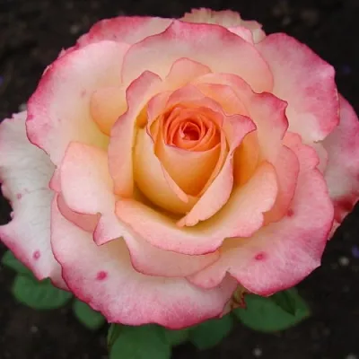 Саженцы роз ДУЭТ чайно-гибридная  Саженцы роз ДУЭТ чайно-гибридная в Тюмени