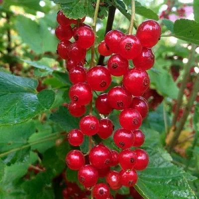 Смородина красная КОНСТАНТИНОВСКАЯ  Смородина красная КОНСТАНТИНОВСКАЯ в Тюмени