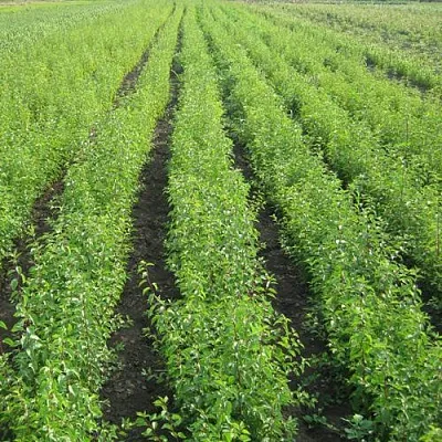 Подвой сливы ДИКАЯ АЛЫЧА в Тюмени