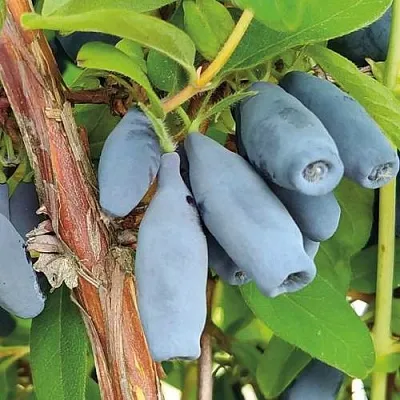 Жимолость съедобная ВОСТОРГ  Жимолость съедобная ВОСТОРГ в Тюмени