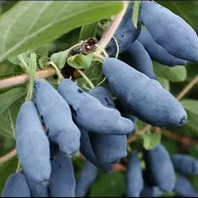 Жимолость съедобная СИНИЙ ШАРИК  Жимолость съедобная СИНИЙ ШАРИК в Тюмени
