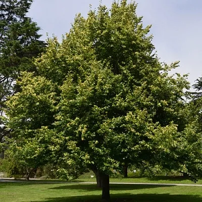 Липа сердцевидная  Липа сердцевидная в Тюмени