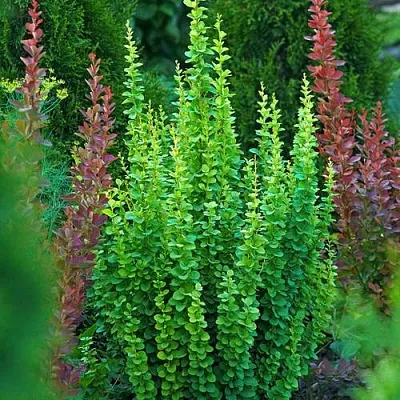 Барбарис ЭРЕКТА тунберга в Тюмени