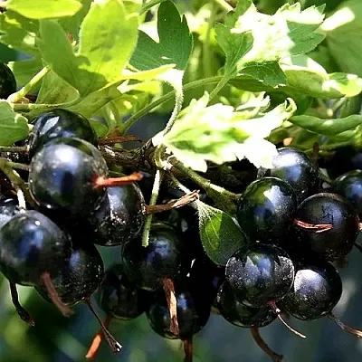 Золотистая  Золотистая в Тюмени