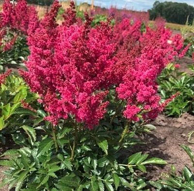 Астильба ЛАКИ ДЕЙ Арендса  Астильба ЛАКИ ДЕЙ Арендса в Тюмени