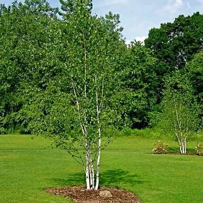 Береза бумажная в Тюмени