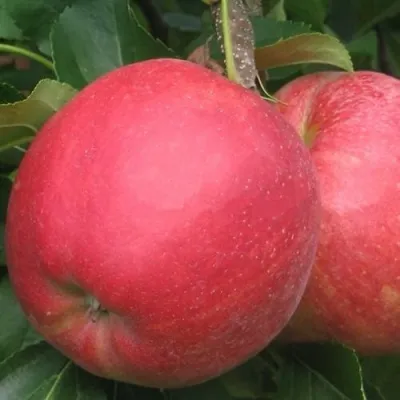 Яблоня РУБИН в Тюмени