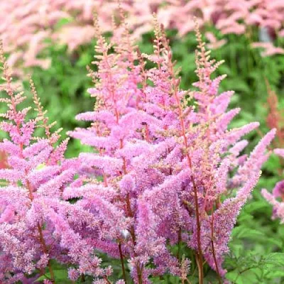 Астильба АМЕРИКА Арендса  Астильба АМЕРИКА Арендса в Тюмени