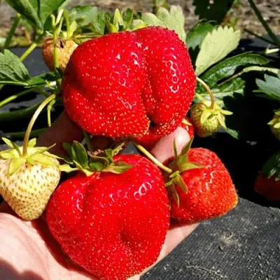 Клубника АПРИКА  Клубника АПРИКА в Тюмени