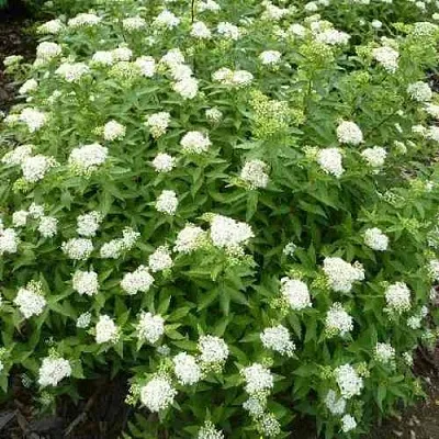 Спирея АЛЬБИФЛОРА японская  Спирея АЛЬБИФЛОРА японская в Тюмени