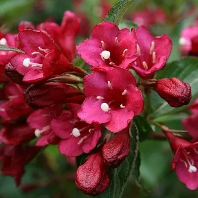 Вейгела ЕВА РАТКЕ в Тюмени