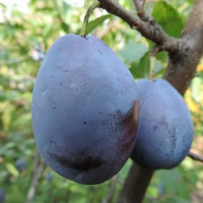 Слива АМЕРС в Тюмени