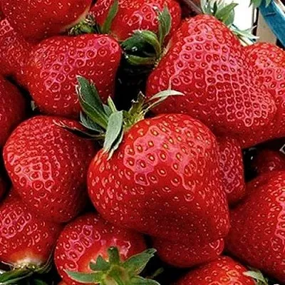 Клубника КЛЕРИ  Клубника КЛЕРИ в Тюмени