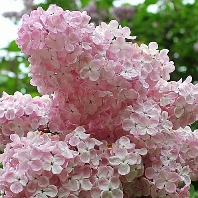 Сирень ВЕЧЕРНИЙ ЗВОН  Сирень ВЕЧЕРНИЙ ЗВОН в Тюмени