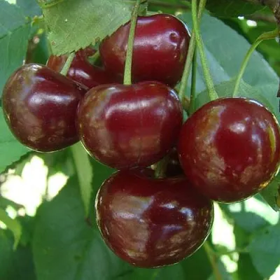 Дюк КОРМИЛИЦА  Дюк КОРМИЛИЦА в Тюмени