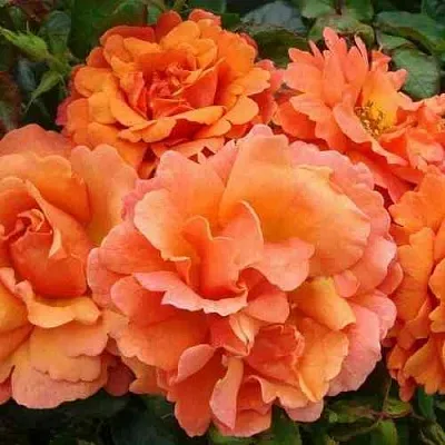 Саженцы роз БРИДЖ ОФ САЙЗ плетистая  Саженцы роз БРИДЖ ОФ САЙЗ плетистая в Тюмени