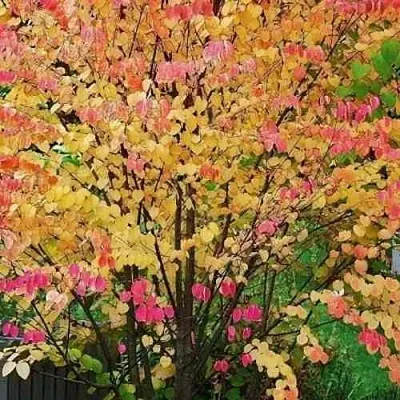 БАГРЯННИК японский  БАГРЯННИК японский в Тюмени