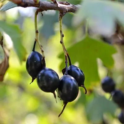 Смородина золотистая ДУСТЛИК  Смородина золотистая ДУСТЛИК в Тюмени