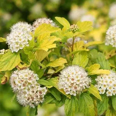 Пузыреплодник АНГЕЛ ГОЛД  Пузыреплодник АНГЕЛ ГОЛД в Тюмени