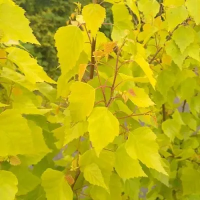 Берёза ГОЛДЕН ОБЕЛИСК повислая   Берёза ГОЛДЕН ОБЕЛИСК повислая  в Тюмени