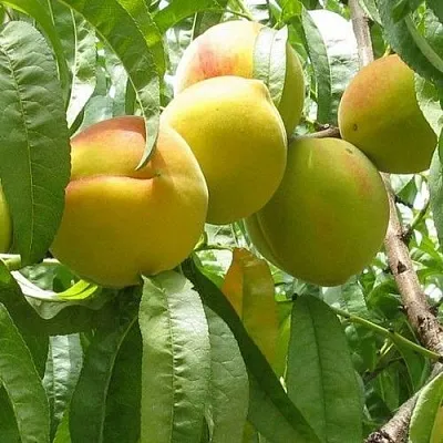 Персик СЕЯНЕЦ СТАРКА  Персик СЕЯНЕЦ СТАРКА в Тюмени