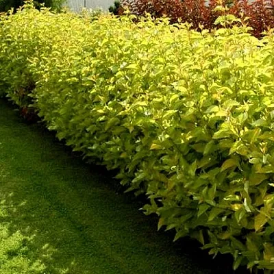 Комплект ДАРТС ГОЛД в Тюмени