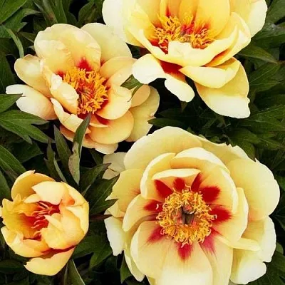 Пион БОРДЕР ЧАРМ ито-гибрид  Пион БОРДЕР ЧАРМ ито-гибрид в Тюмени