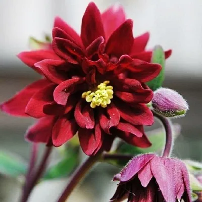 Аквилегия РУБИ ПОРТ обыкновенная  Аквилегия РУБИ ПОРТ обыкновенная в Тюмени