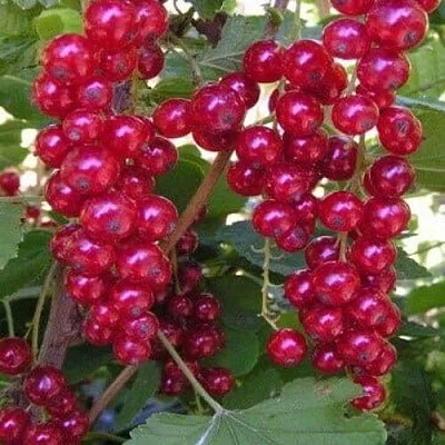 Смородина красная ПУРПУРНАЯ  Смородина красная ПУРПУРНАЯ в Тюмени
