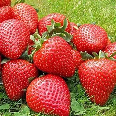 Клубника ЭЛИАНЕ  Клубника ЭЛИАНЕ в Тюмени