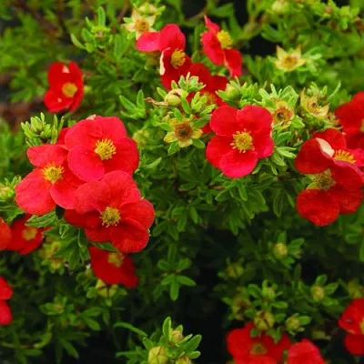 Лапчатка РЕД АЙС кустарниковая  Лапчатка РЕД АЙС кустарниковая в Тюмени