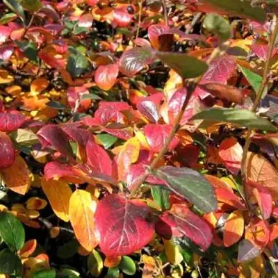 Кизильник блестящий в Тюмени