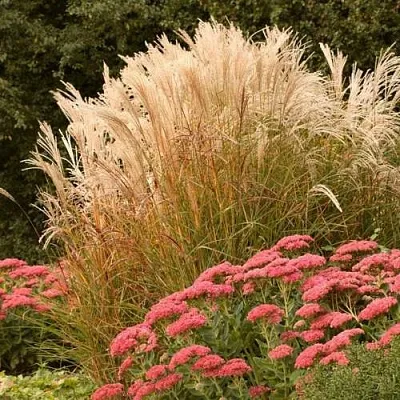 Злаки  Злаки в Тюмени