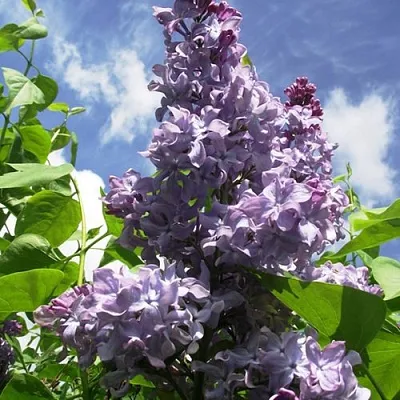 Сирень КРЫЛЬЯ НАДЕЖДЫ  Сирень КРЫЛЬЯ НАДЕЖДЫ в Тюмени