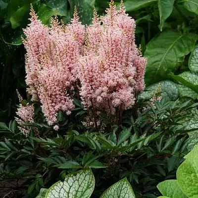 Астильба ЛУК ЭТ МИ японская  Астильба ЛУК ЭТ МИ японская в Тюмени