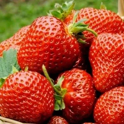 Клубника ФЛОРЕНС  Клубника ФЛОРЕНС в Тюмени