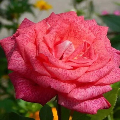 Саженцы роз ПЬЕР КАРДЕН чайно-гибридная  Саженцы роз ПЬЕР КАРДЕН чайно-гибридная в Тюмени