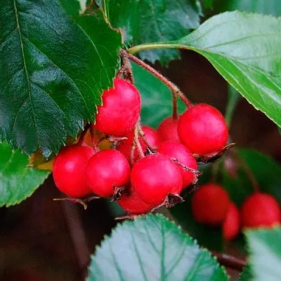 Боярышник ЛЮДМИЛ  Боярышник ЛЮДМИЛ в Тюмени