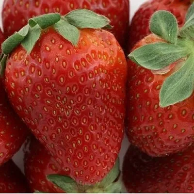 Клубника ФЛАМИНИЯ  Клубника ФЛАМИНИЯ в Тюмени